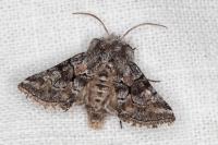 Cleonymia yvanii