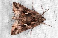 Autographa gamma
