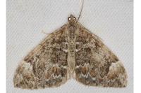 Dysstroma citrata