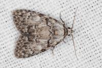 Meganola strigula