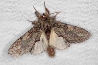 Peridea anceps