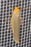 Manulea complana