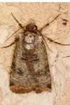 Epilecta linogrisea