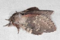 Stauropus fagi