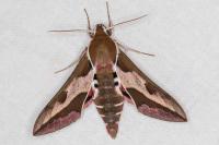 Hyles euphorbiae