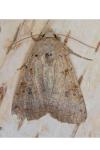 Eugnorisma depuncta
