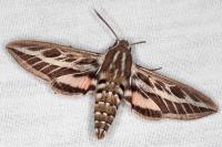 Hyles livornica