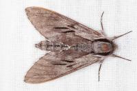 Hyloicus pinastri/maurorum