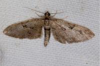 Eupithecia pusillata
