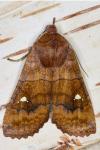 Eupsilia transversa