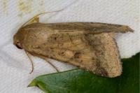 Helicoverpa armigera