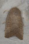 Hoplodrina ambigua