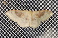 Idaea degeneraria