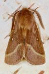 Lasiocampa trifolii trifolii