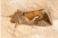 Macdunnoughia confusa