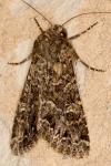 Apamea furva