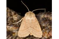 Mesogona acetosellae