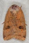 Noctua orbona
