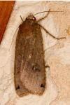 Noctua pronuba