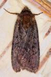 Peridroma saucia