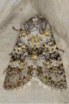 Polymixis xanthomista