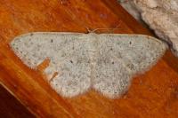 Scopula marginepunctata