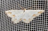 Scopula ornata