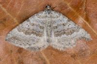 Scotopteryx bipunctaria