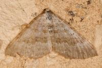 Scotopteryx chenopodiata