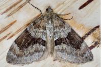 Thera obeliscata
