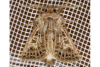 Tholera decimalis