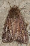 Xestia xanthographa