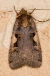 Xestia c-nigrum