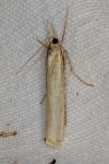 Agriphila tristella