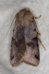 Anchoscelis litura