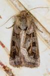 Episema glaucina