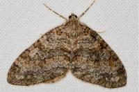 Nothocasis sertata