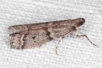 Ephestia woodiella/parasitella/elutella