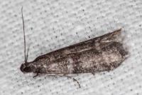 Ephestia woodiella/parasitella/elutella