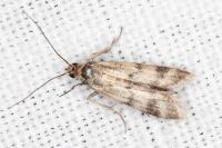 Homoeosoma sinuella