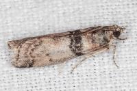 Sciota rhenella