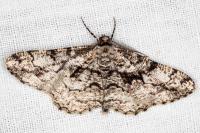 Peribatodes umbraria umbraria