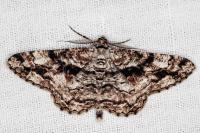 Peribatodes umbraria umbraria