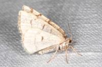 Stegania trimaculata