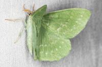 Geometra papilionaria