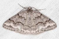 Pseudoterpna coronillaria