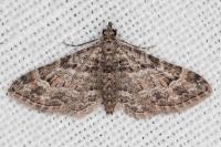 Gymnoscelis rufifasciata