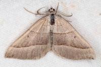 Scotopteryx luridata/mucronata