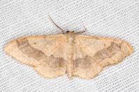 Idaea aversata