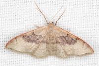 Idaea degeneraria